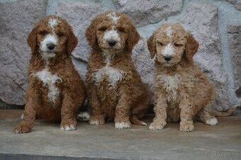 Goldendoodle F1b