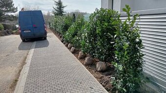Vavrínovec, červienka, tuja - Banská Bystrica