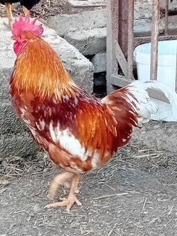 Na predaj
