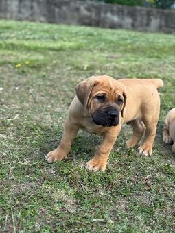 Boerboel - štěňátko pejsek