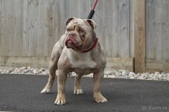 BULDOK-BULDOG-BULLDOG-KTO DARUJE