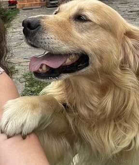 Zlaty retriever - darujem