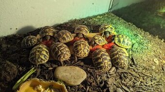 Suchozemska korytnacka mlada pod stromcek - 1