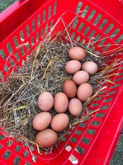 Domáce vajíčka