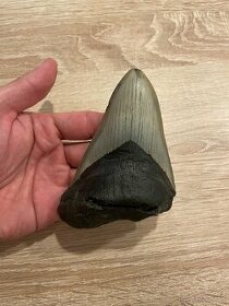 Zub megalodona veľký - 10cm