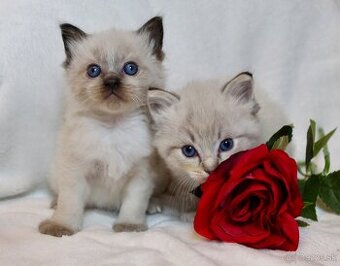 Ragdoll maciatka