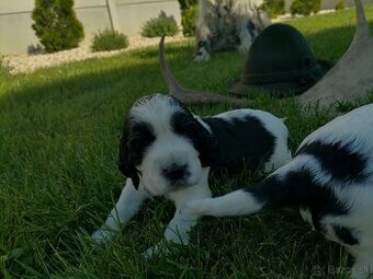 Steniatka anglicky springer spaniel