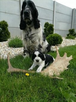 Steniatka anglicky springer spaniel