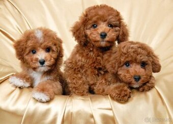 Mini Maltipoo alebo Toy Poodle