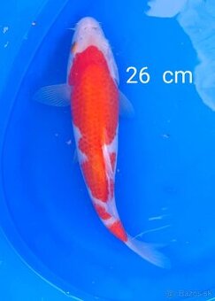 Koi kapor japan