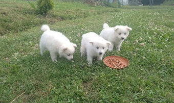 Na predaj rozkošné šteniatka - nemecký špic