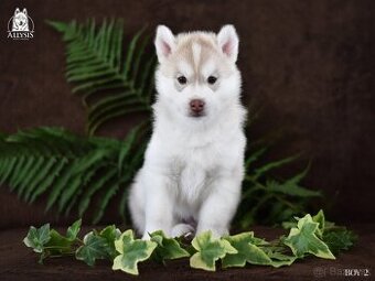 Sibirsky husky - stene s PP