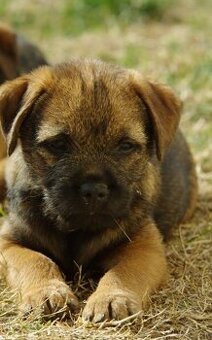 Border terrier