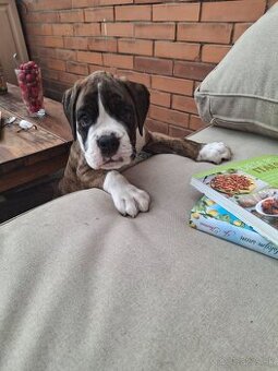 Boxer