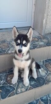Sibirsky Husky - 1