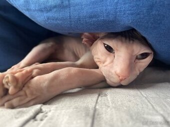 Don sphynx s PP- rodokmeňom
