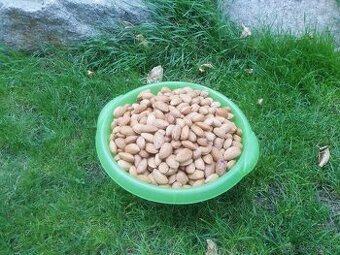 predám nelúpané mandle