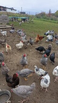 Vymenim, predam mlade kohúty