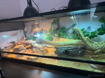 Agama bradata