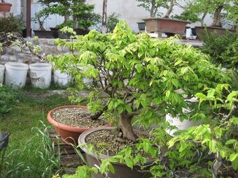 bonsai,bonsaj-hrab 6