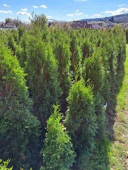 Tuja smaragd, Košice, Prešov, Rožňava, Michalov