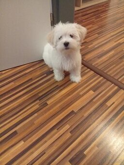 Šteniatko maltezáka