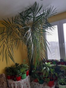 Veľké a malé kvety - 1