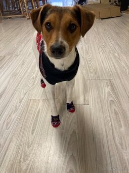 Jack Russel x Foxterier