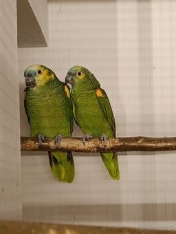 Amazoňan modročelý xanthopteryx.