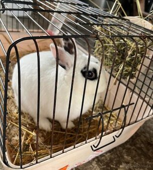 Zakrslý králik- samička, 3 roky