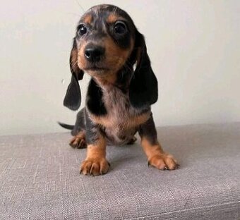 Šteniatka jazvečíka hľadajú domov