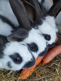 Český strakac - Č.S