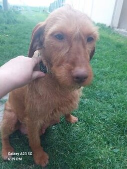 Predám šteniatka kríženec labrador