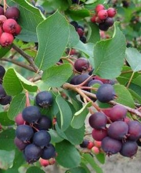 Muchovník Amelanchier lamarckii viackmeň