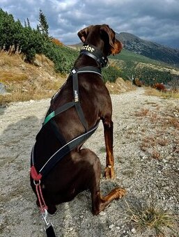 Postroj Non-stop dogwear