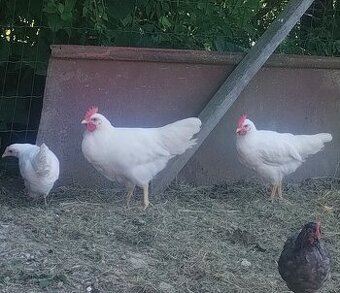 Kohút Leghorn