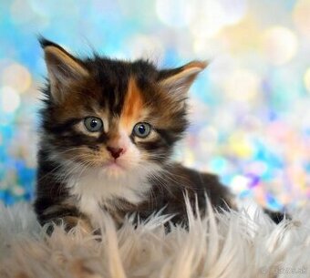 Mainska myvalia mačka - mačiatka Maine coon s PP