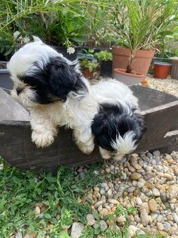 Shi-tzu,shitzu