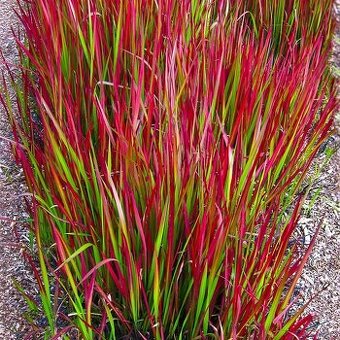 Imperata valcovita Red baron 3,5eur