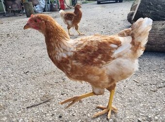 Ponúkam na predaj mladé sliepky nosnice