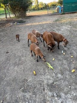 Kamerunska ovca a baran