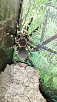 🕷️ Darujem terarium v cene vtackara