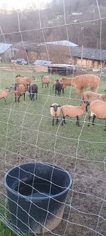 Predám kamerunské ovečky