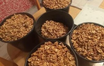 Predám vlašské orechy