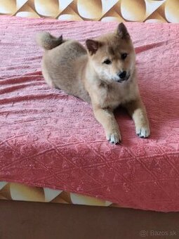 Shiba inu