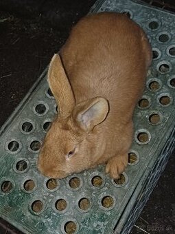 Burgundský králík