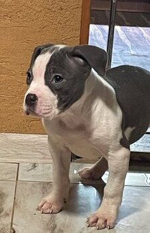 Americký stafordšírsky teriér, Staford