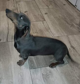 Jazvečík krátkosrsti modrá fenka