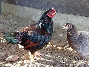 Indická bojovníčka