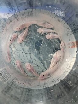 Ancistrus Super White Short Fin